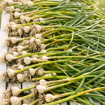 Freshly harvested garlic bulbs laid out on a drying rack outdoors to cure in the sun.