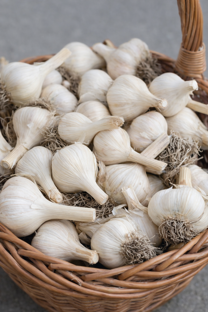 Freshly harvested homegrown garlic bulbs in a wicker basket with a clean, neutral background.