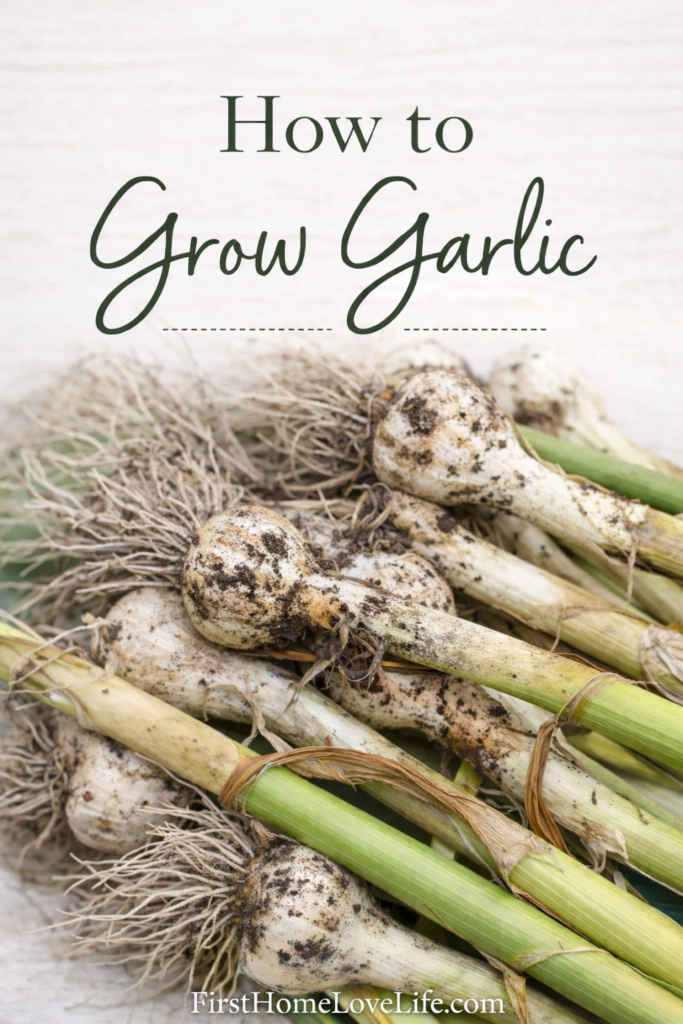 How to grow garlic step-by-step guide with freshly harvested garlic bulbs on a clean neutral background.
