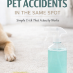 how to stop dog from peeing in the same spot using a homemade cleaning spray on carpet