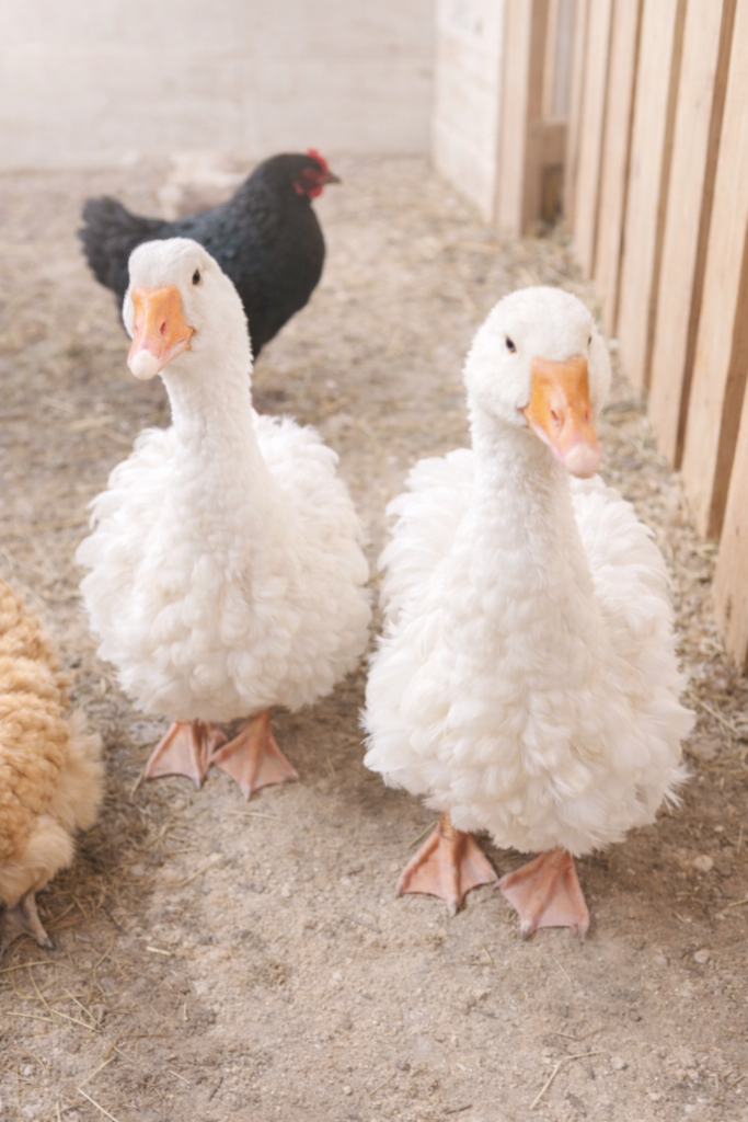 Two fluffy white geese standing inside a clean backyard chicken coop with hens in the background.