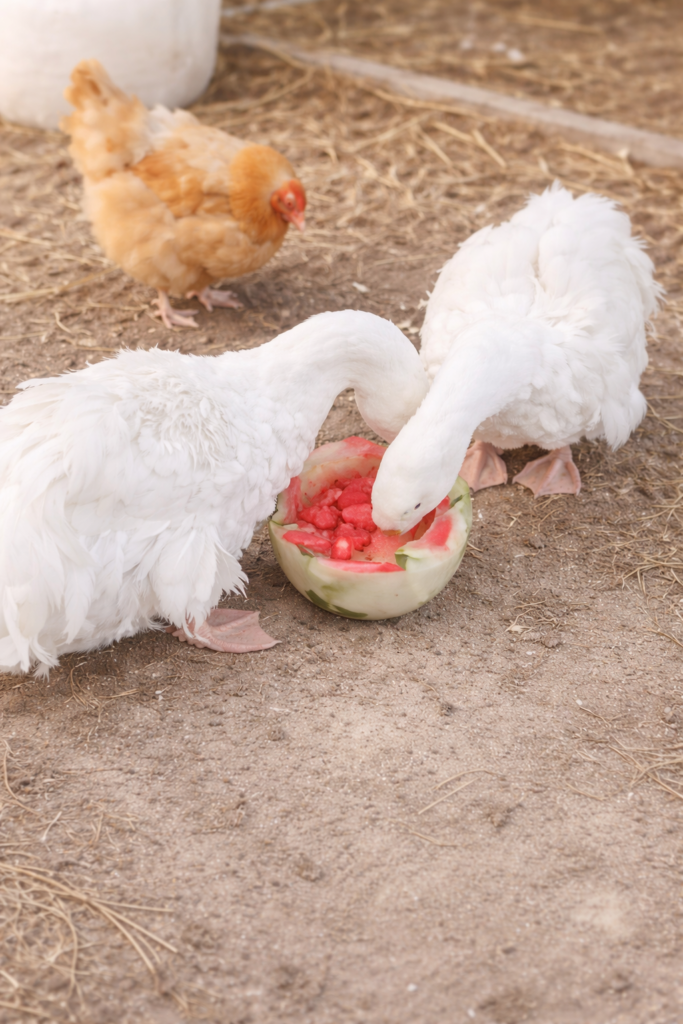 Two white geese eating fresh watermelon from a rind bowl in a clean farmhouse backyard setting.