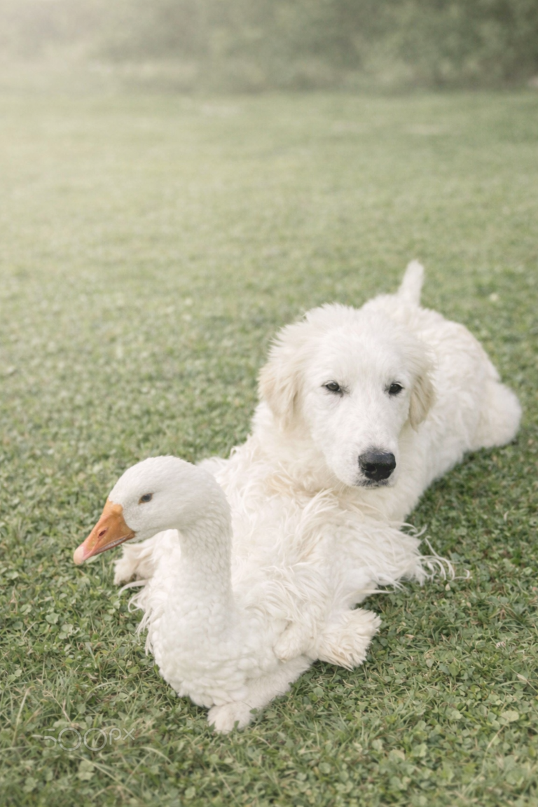White fluffy farm dog resting beside a white goose in soft green grass with a warm farmhouse aesthetic.