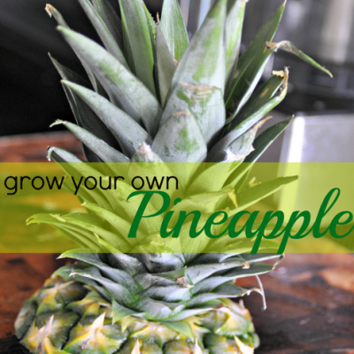 How To: Grow Your Own Pineapple