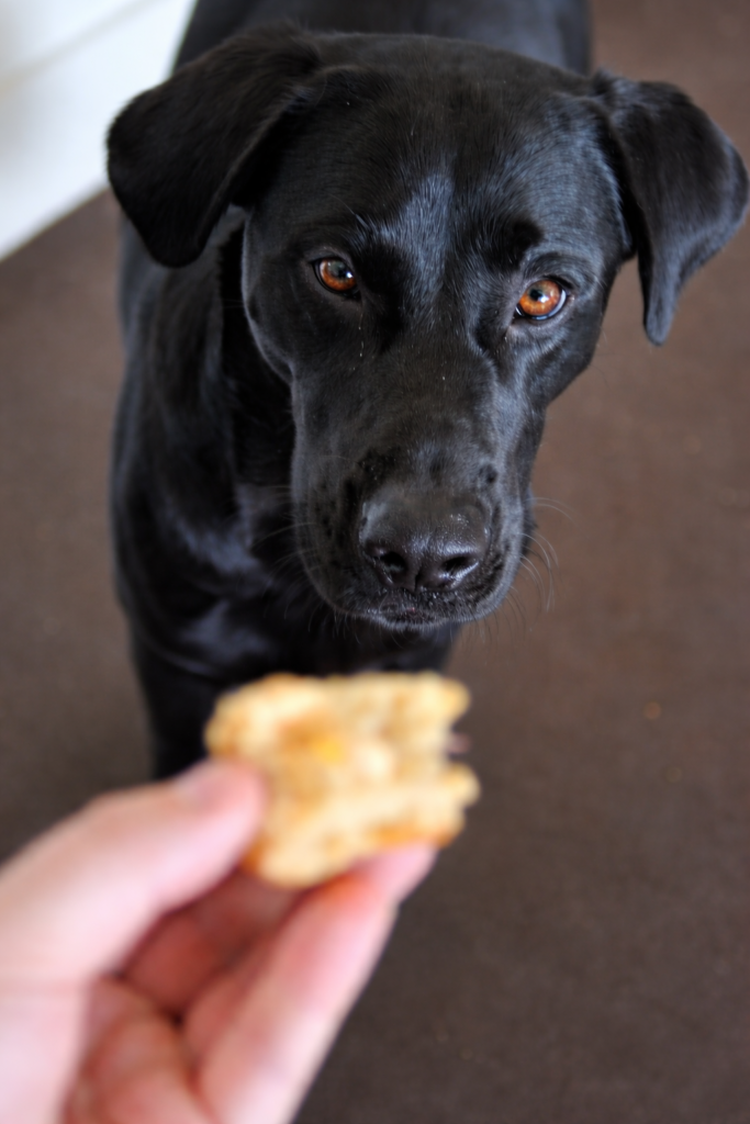 Black dog looking at a homemade dog cupcake treat being held in a hand, styled as a vertical Pinterest photo