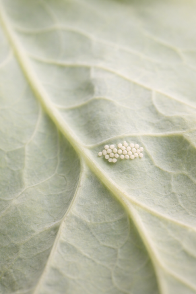 Close-up of cabbage worm eggs clustered on the underside of a cabbage leaf in a home vegetable garden.
