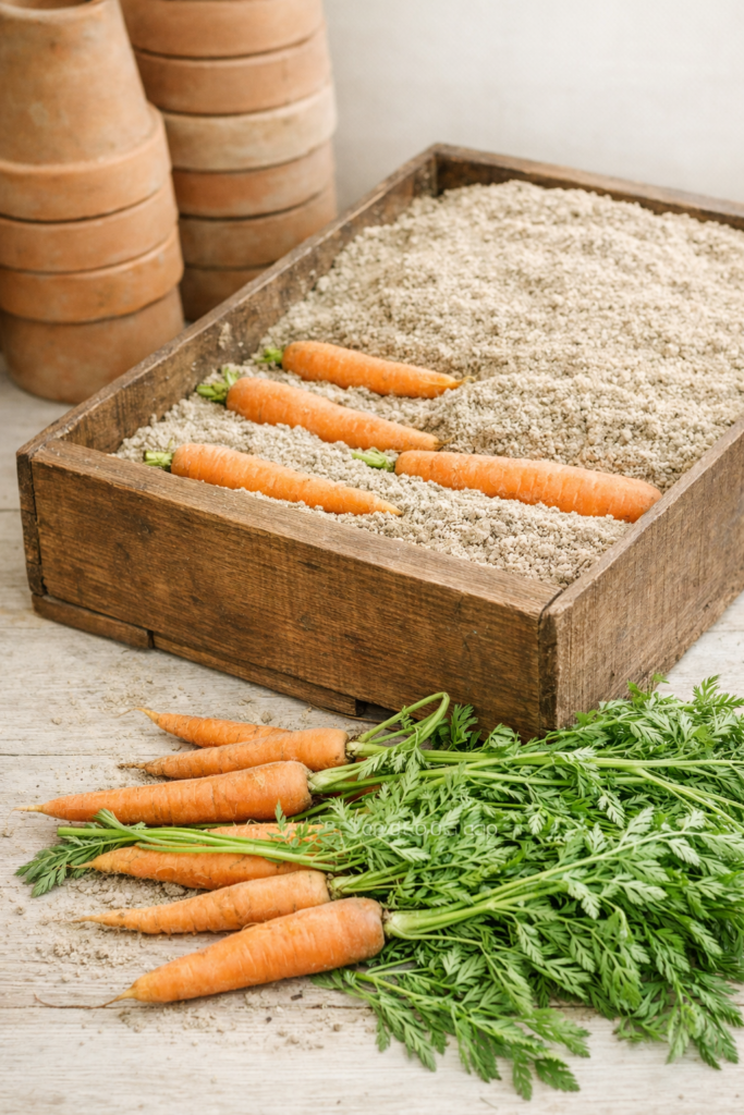 Carrots stored in sand inside a wooden box with fresh carrot tops in a bright farmhouse setting