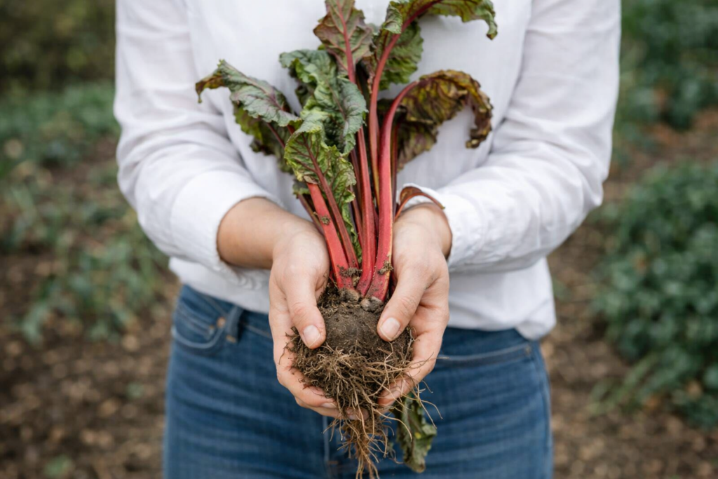 Person holding a freshly dug rhubarb crown with red stalks and roots in a garden, clean aesthetic gardening photo