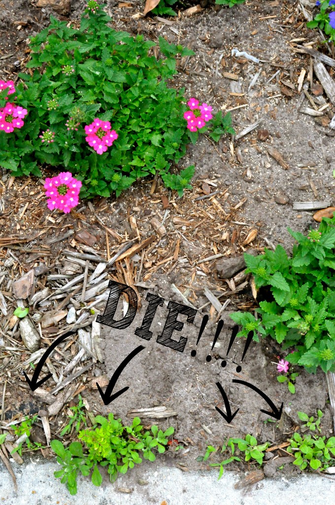 3 KILLER WAYS TO GET RID OF WEEDS NATURALLY WITH INGREDIENTS YOU ALREADY HAVE!