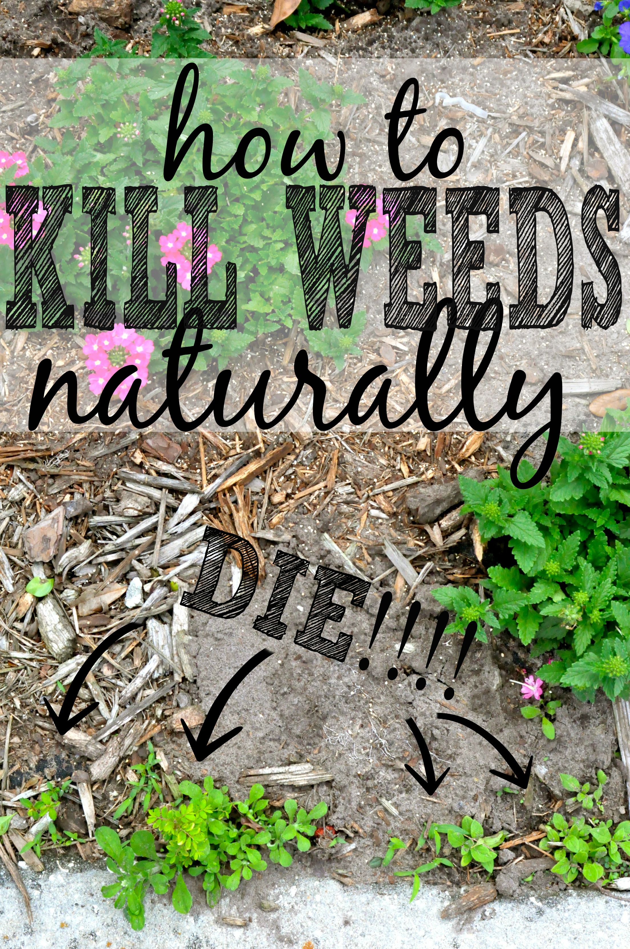 3 Killer Ways To Get Rid Of Weeds Naturally First Home Love Life