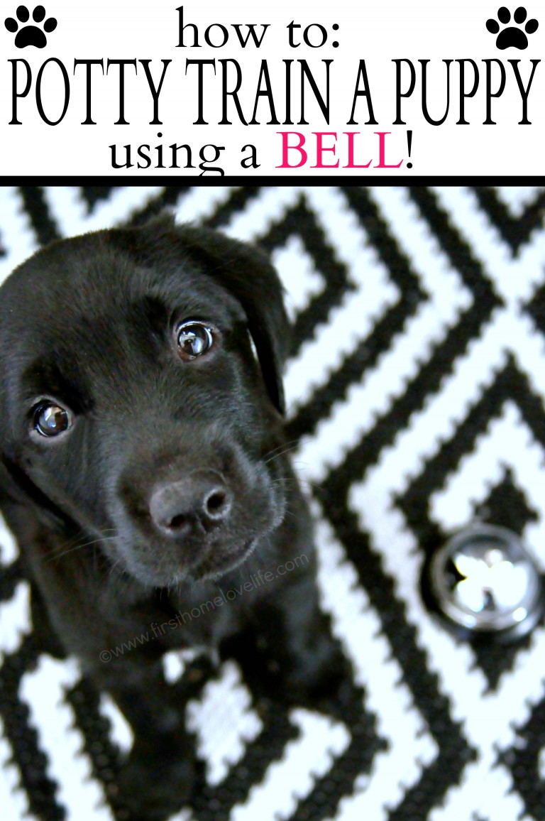Potty Training Puppy Using a Bell