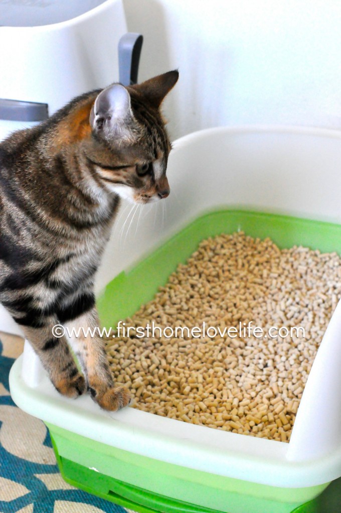 No more litter box odor with this simple system! #pets #cats