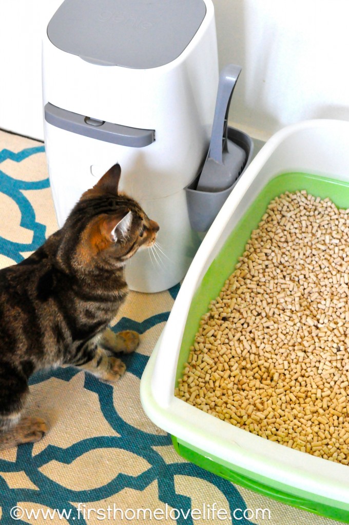 No more litter box odor with this simple system! #pets