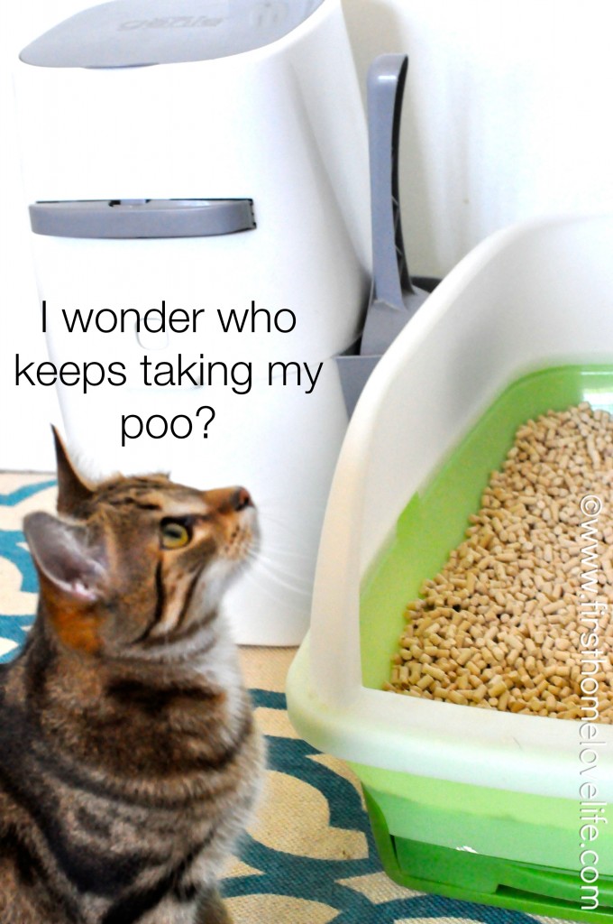 No more litter box odor with this simple system! #cats #pets
