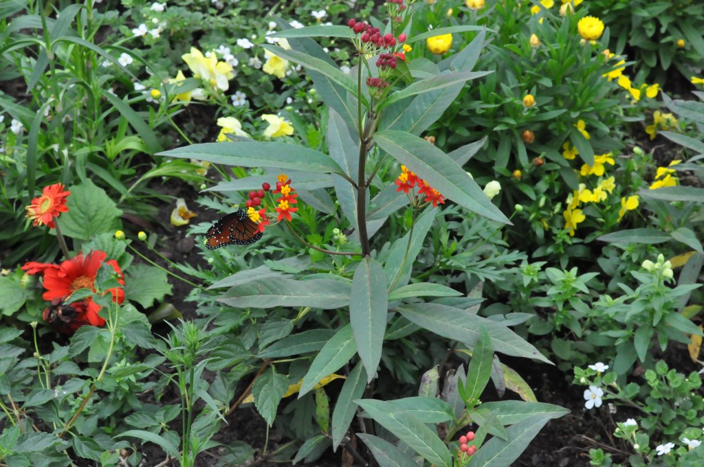 There's so much to see and do at the Epcot Flower and Garden Festival! From butterfly gardens, to fabulous food, and entertainment-It's a magical experience not to be missed! #travel #disneyworld #epcot #disney