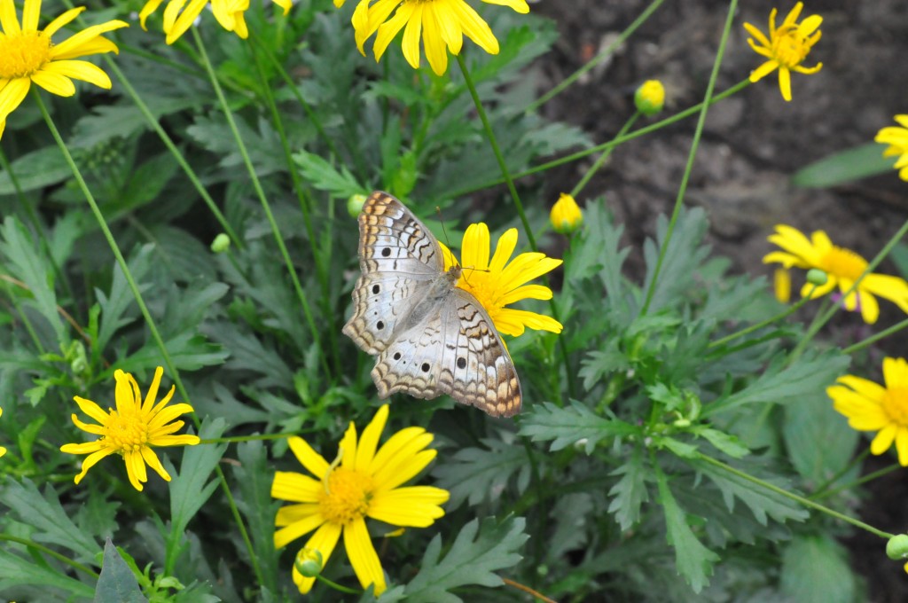 There's so much to see and do at the Epcot Flower and Garden Festival! From butterfly gardens, to fabulous food, and entertainment-It's a magical experience not to be missed! #travel #disneyworld #epcot #disney