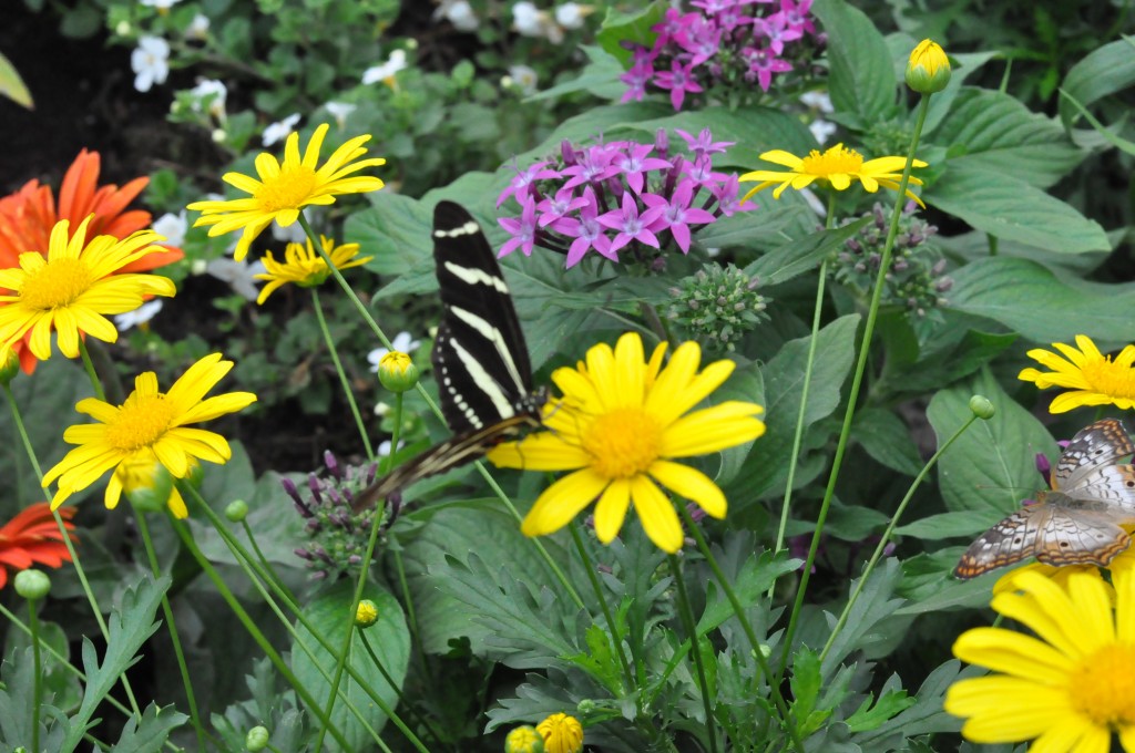 There's so much to see and do at the Epcot Flower and Garden Festival! From butterfly gardens, to fabulous food, and entertainment-It's a magical experience not to be missed! #travel #disneyworld #epcot #disney