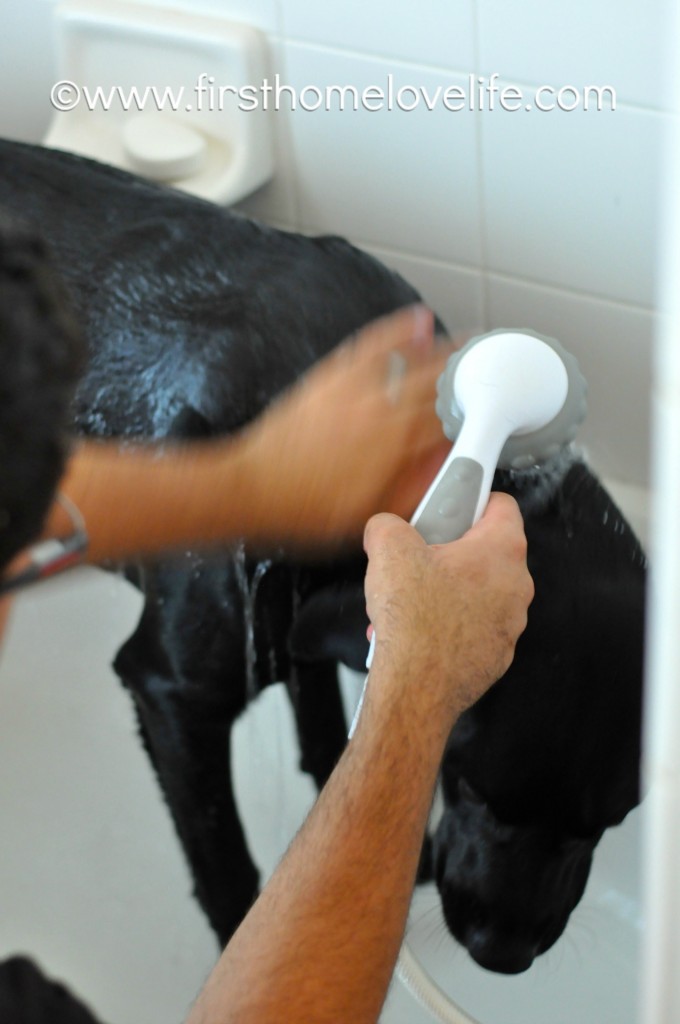 NO MORE STINKY DOG! This homemade dog shampoo is super moisturizing, and leaves your pets fur looking and feeling great! #PETS #DIY #DOG #DOGS #LABRADORS #LABS #HOMEMADE #BEAUTY www.firsthomelovelife.com