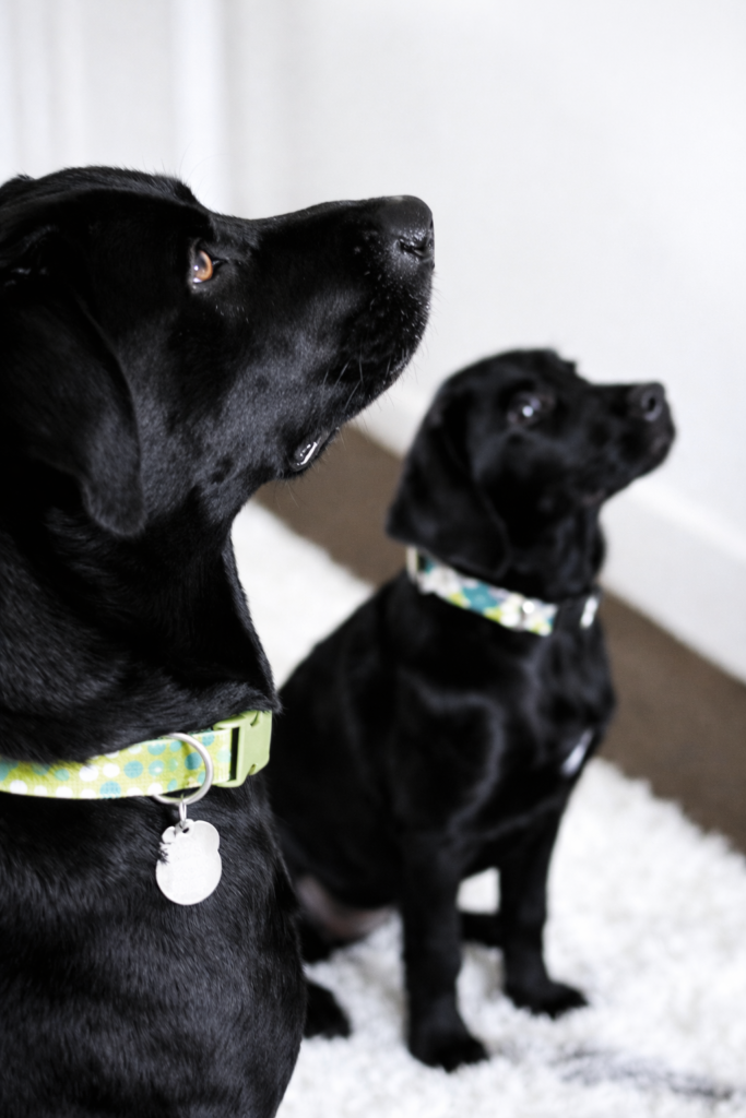 Two clean black Labrador dogs sitting on a white rug after using homemade dog shampoo