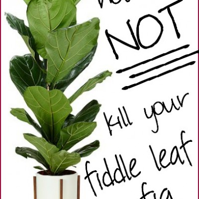 Fiddle Leaf Fig Care