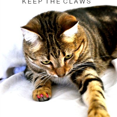 Cat Claw Covers