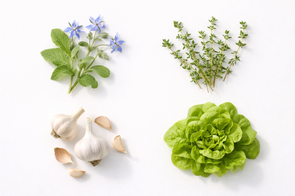 Flat lay of strawberry companion plants including borage, thyme, garlic, and lettuce on a clean white background.