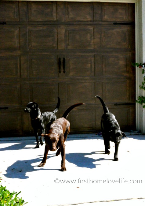 labradoors outside via www.firsthomelovelife.com