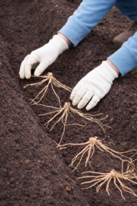 Planting asparagus crowns in a garden trench with soft white gloves and light blue sweater in early spring.