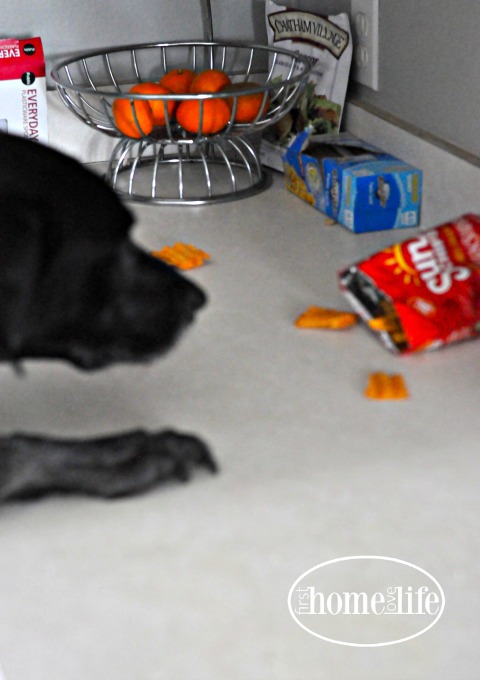 labrador-eating-chips-via-www-firsthomelovelifecom