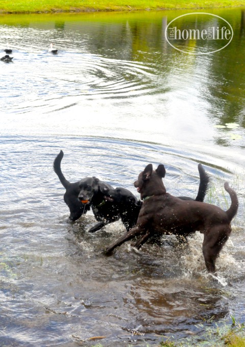 labradors-playing-in-water-via-firsthomelovelife-com