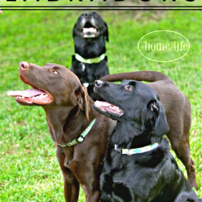 Owning Labradors