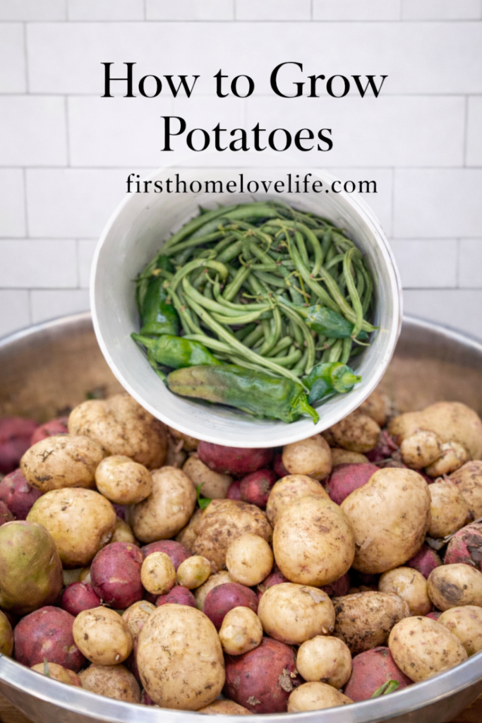Freshly harvested red and yellow potatoes in a bowl with a clean kitchen background, labeled how to grow potatoes