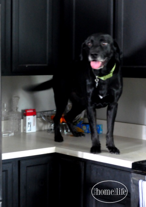 labrador-up-on-the-kitchen-counter-via-firsthomelovelife-com