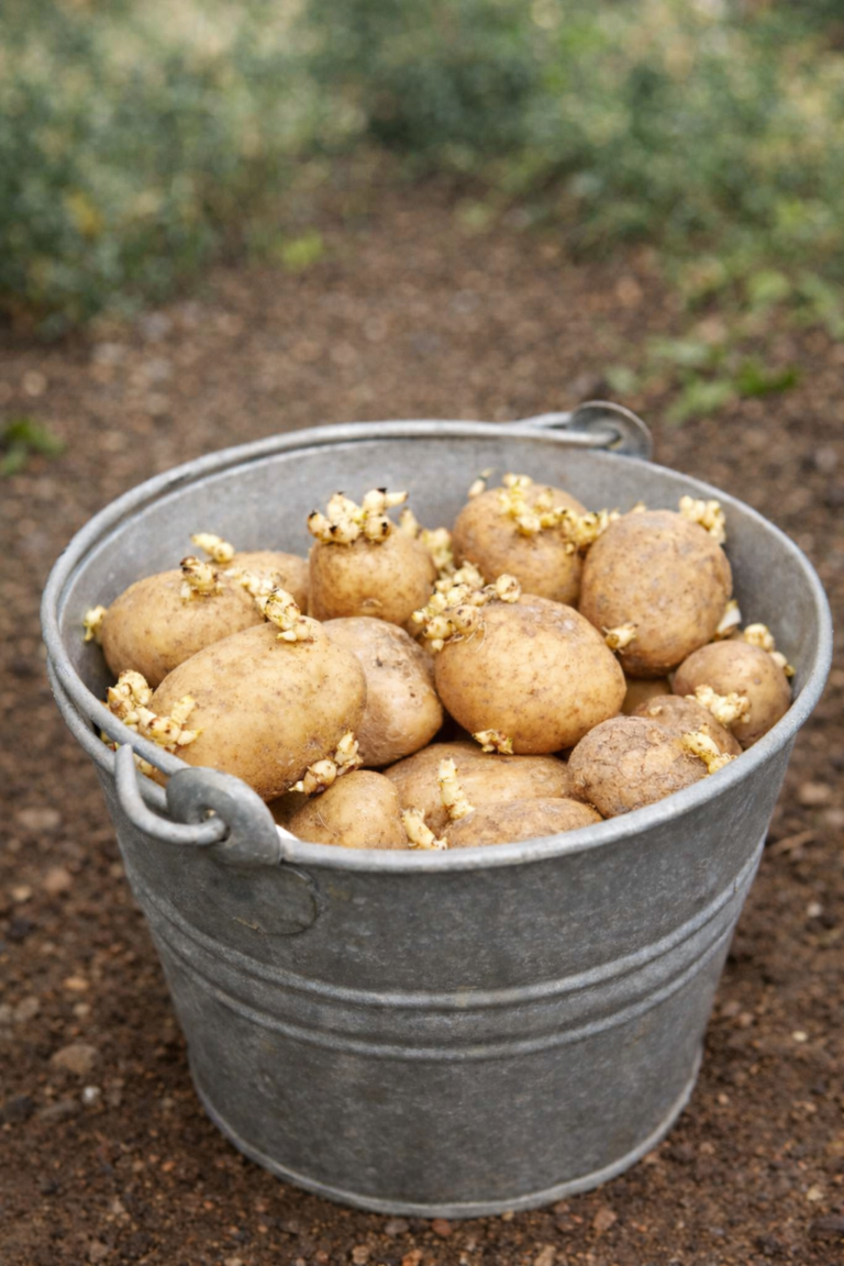 Seed potatoes with sprouts in a metal bucket sitting in a garden, showing how to grow potatoes from seed potatoes