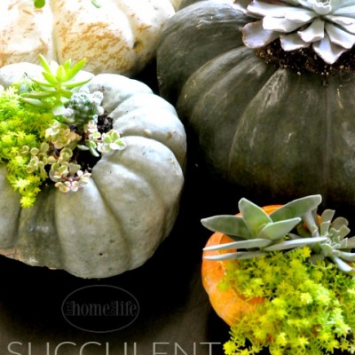 DIY Succulent Pumpkins