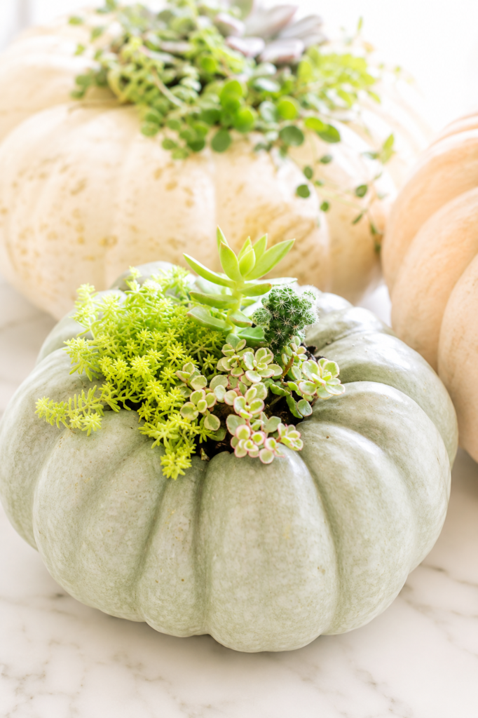 Gray heirloom pumpkin filled with colorful succulents displayed on a white marble countertop as an elegant fall centerpiece.