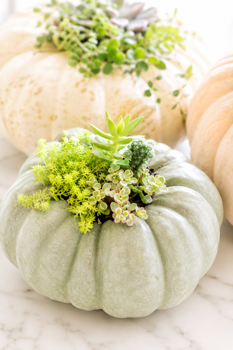Gray heirloom pumpkin filled with colorful succulents displayed on a white marble countertop as an elegant fall centerpiece.