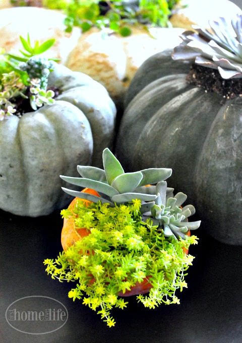 DIY SUCCULENT PUMPKINS- PERFECT DIY CRAFT FOR FALL- GREAT DECOR FOR HALLOWEEN AND THANKSGIVING via firsthomelovelife.com