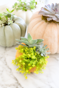 DIY succulent pumpkins displayed on a white marble countertop with assorted succulents for elegant fall decorating and Thanksgiving centerpiece ideas.