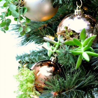 Make Your Own Living Christmas Ornaments with Succulents