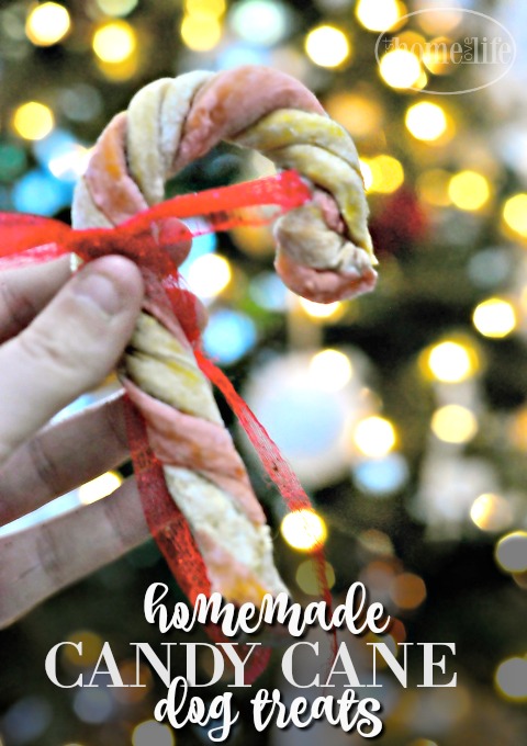 These homemade candy cane dog treats are so fun and easy to make for your pets during the holidays via firsthomelovelife.com