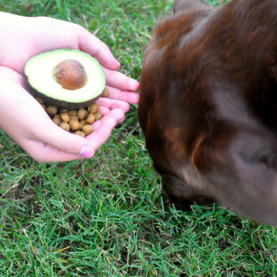 Avocado Benefits For Dogs