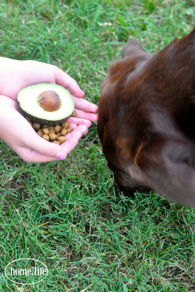 AVOCADO BENEFITS FOR DOGS VIA FIRSTHOMELOVELIFE.COM