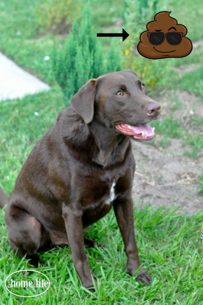 Home benefits sales dog necklace