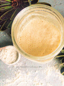 Making sourdough starter for beginners