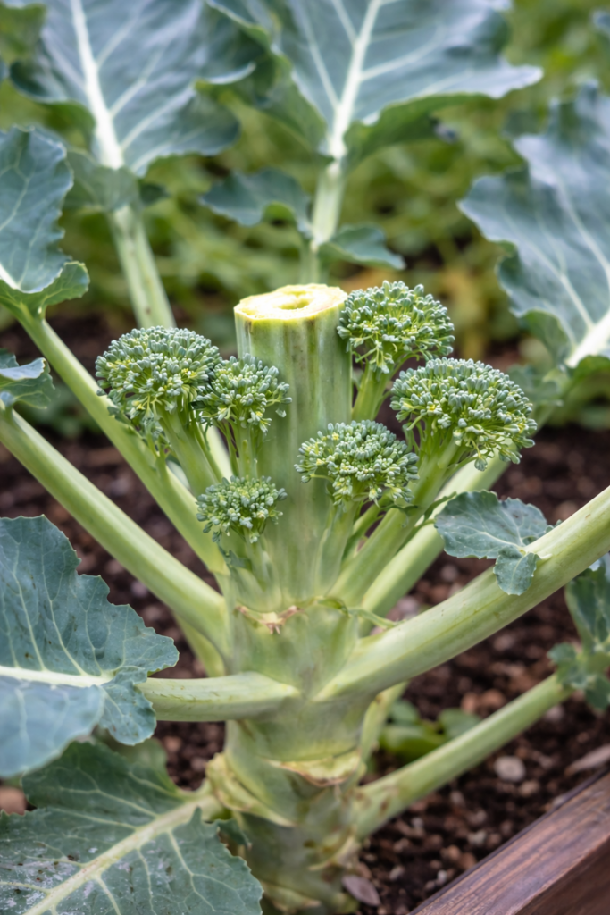 Broccoli side shoots growing after the main head is harvested in my backyard garden
