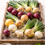 Freshly harvested red, yellow, and white onions curing on a wooden drying rack against a creamy off white background