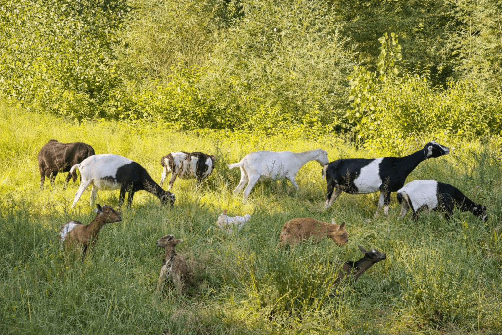 Group of adult goats and baby goats grazing in tall green pasture grass during spring kidding season on a homestead