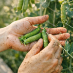Hands lightly covered in garden soil harvesting fresh climbing peas from the vine in a bright spring vegetable garden.