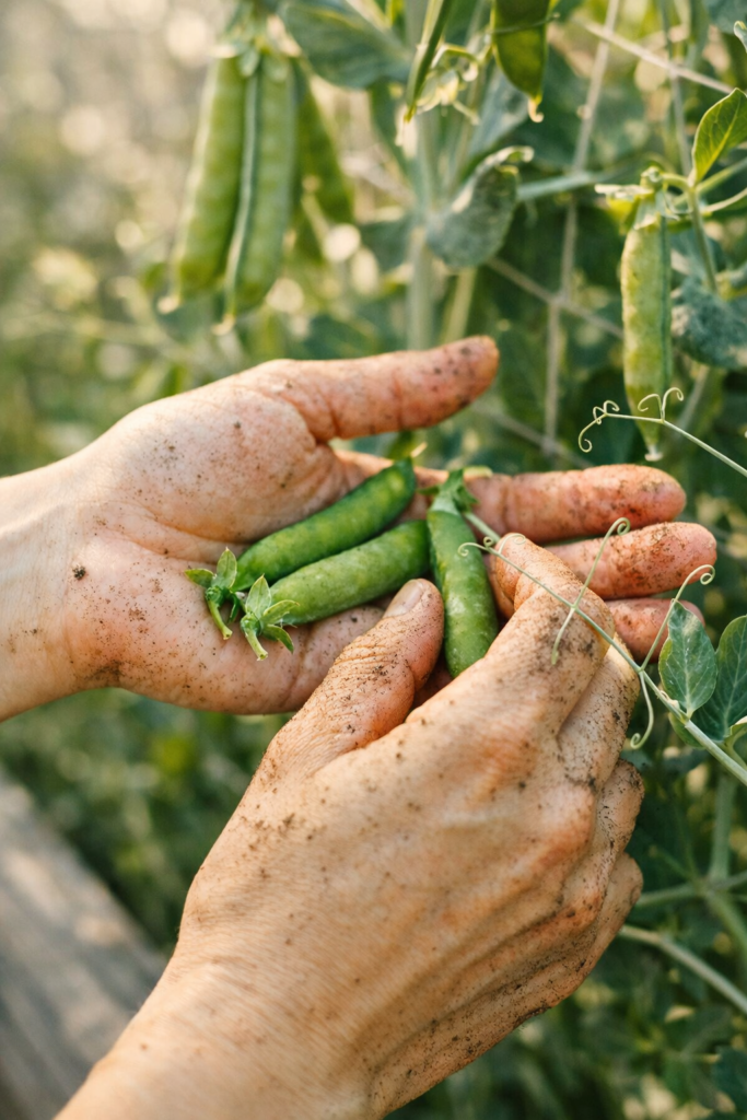Hands lightly covered in garden soil harvesting fresh climbing peas from the vine in a bright spring vegetable garden.